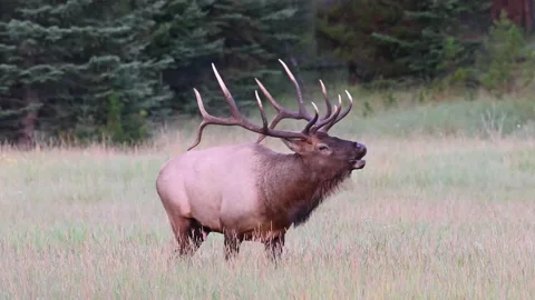 Elk in the wild Stock Footage 150973321