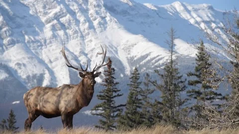 Elk in the wild Stock Footage 150973430