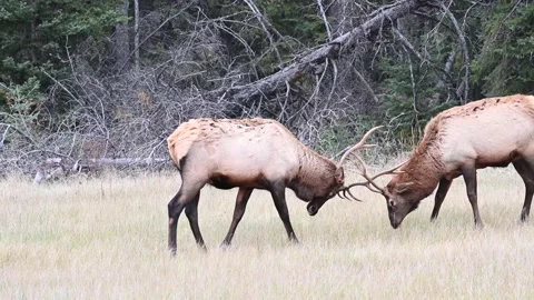 Elk in the wild Stock Footage 150973444
