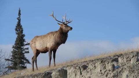 Elk in the wild Видео 150973468