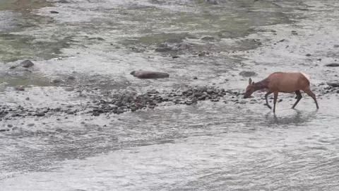 Elk in the wild Stock Footage 150973504