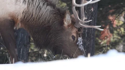 Elk in the wild Stock Footage 150973507