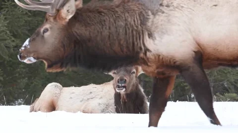 Elk in the wild Stock Footage 150973589