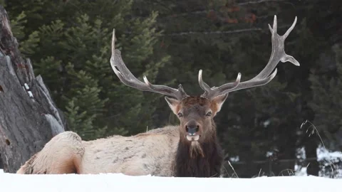 Elk in the wild 動画素材 150973602