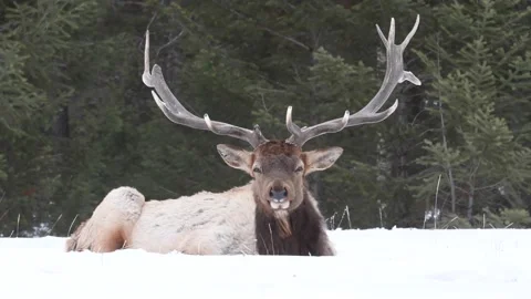 Elk in the wild Stock Footage 150973616