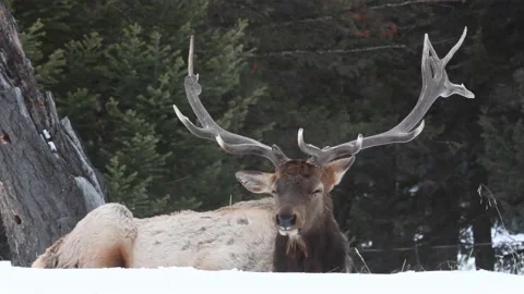 Elk in the wild Stock Footage 150973648