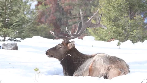 Elk in the wild Stock Footage 150973682