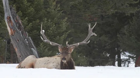 Elk in the wild Видео 150973750