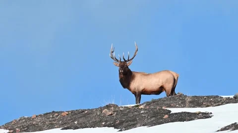 Elk in the wild Stock Footage 150973770