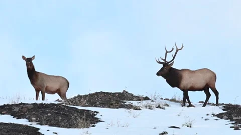 Elk in the wild Stock-Footage 150973814