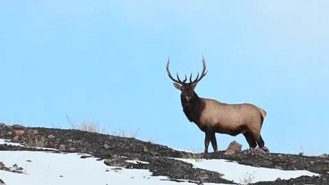 Elk in the wild Stock Footage 150973854