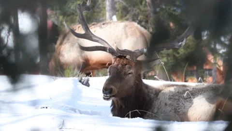 Elk in the wild Stock Footage 150973895