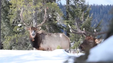 Elk in the wild Video stock 150973918