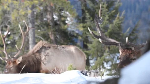 Elk in the wild Stock Footage 150974000