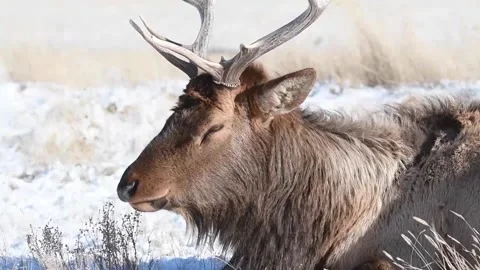 Elk in the wild Stock Footage 150974038