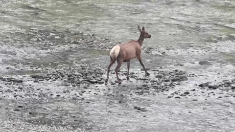 Elk in the wild Stock Footage 150974099