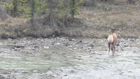 Elk in the wild Stock Footage 150974123