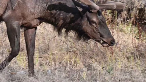Elk in the wild Stock Footage 150974127