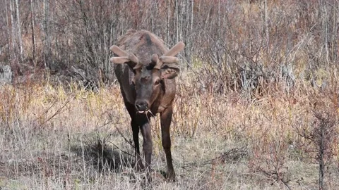 Elk in the wild Stock Footage 150974155