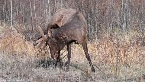 Elk in the wild Stock Footage 150974164