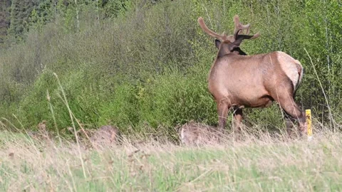 Elk in the wild Video stock 150974259