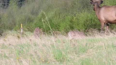 Elk in the wild Stock-Footage 150974310