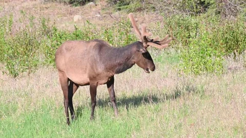 Elk in the wild Vídeo Stock 150974419
