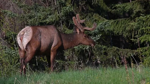 Elk in the wild Stock Footage 150974448