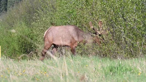 Elk in the wild Видео 150974491