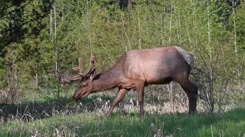 Elk in the wild Stockbeeldmateriaal 150974497