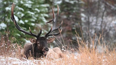 Elk in the wild Stock Footage 150974541