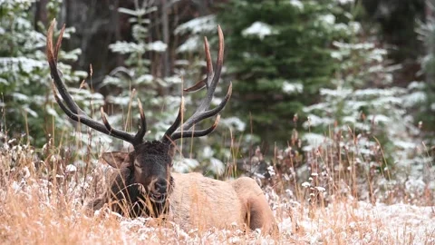 Elk in the wild Stock Footage 150974615