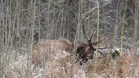 Elk in the wild 스톡 동영상 150974685