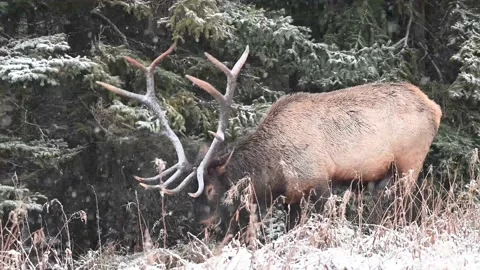 Elk in the wild Stock Footage 150974996