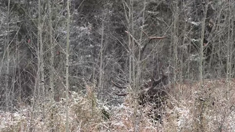 Elk in the wild Video stock 150975170