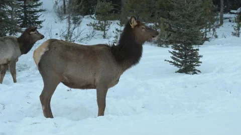 Elk in the wild Stock Footage 150975227