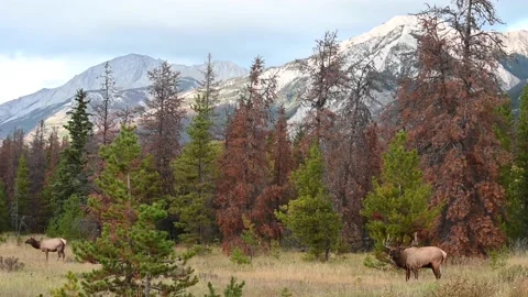 Elk in the wild Stock Footage 150975359