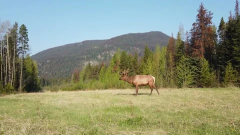 Elk in the wild 스톡 동영상 150975410