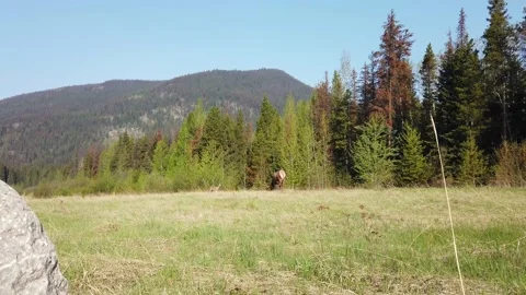 Elk in the wild Stock Footage 150975427
