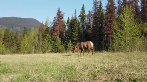 Elk in the wild 動画素材 150975456