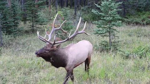 Elk in the wild Stock Footage 150975497