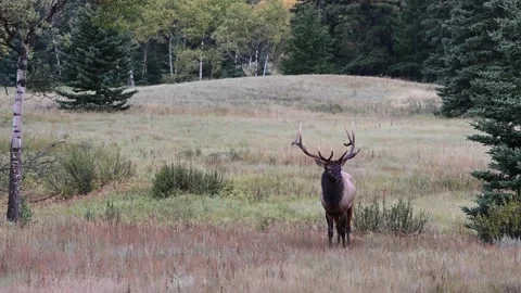 Elk in the wild Stock Footage 150975509
