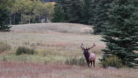 Elk in the wild Stock Footage 150975584