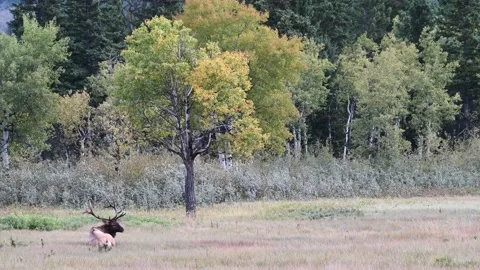 Elk in the wild Stock Footage 150975593