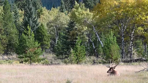 Elk in the wild Stock Footage 150975597