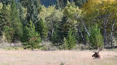 Elk in the wild 스톡 동영상 150975606