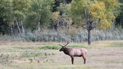 Elk in the wild Stock-Footage 150975624