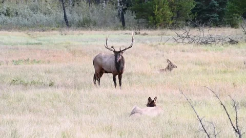 Elk in the wild Stock Footage 150975642