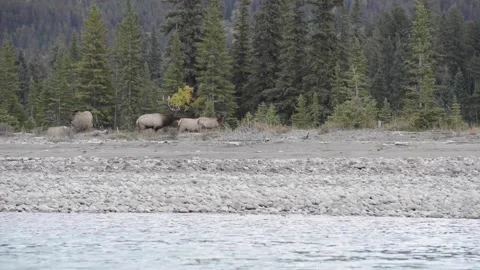 Elk in the wild Stock Footage 150975731