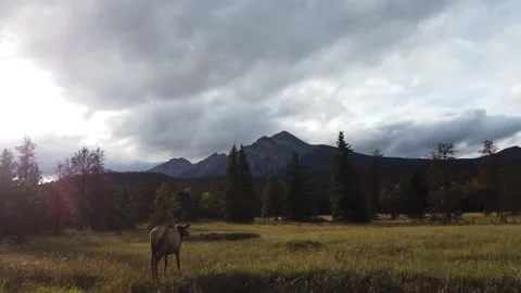 Elk in the wild Stock Footage 150975794
